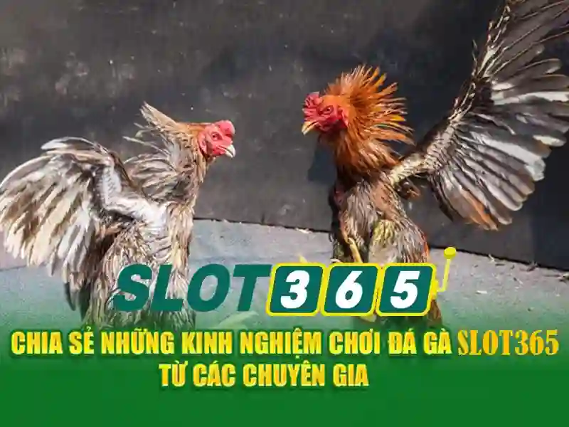 slot365 tại – Trải nghiệm đỉnh cao và ưu thế nổi bật
