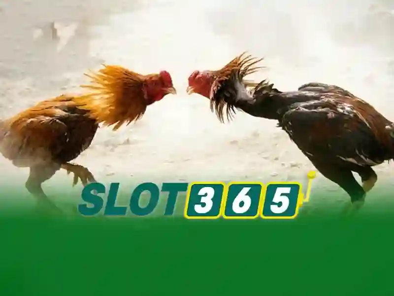 Slot365 - Trải nghiệm chơi slot trực tuyến đáng tin cậy