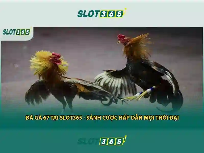 Slot365: Cổng trò chơi máy đánh bạc trực tuyến đáng tin cậy