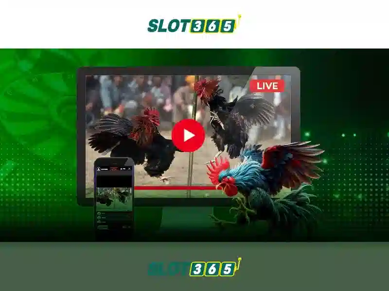 Slot365: Tổng quan về nền tảng cược trực tuyến